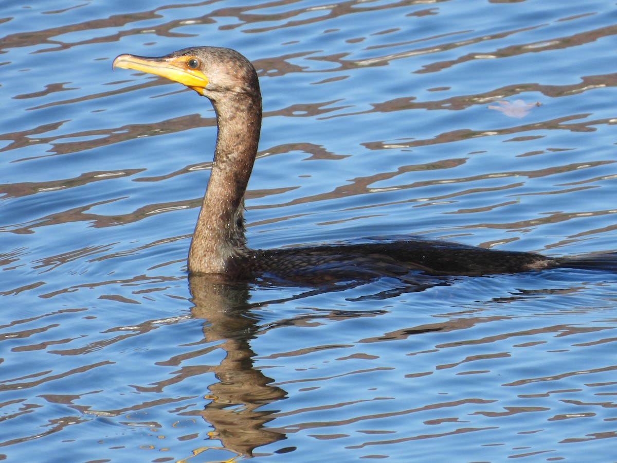 totoppskarv - ML644768743