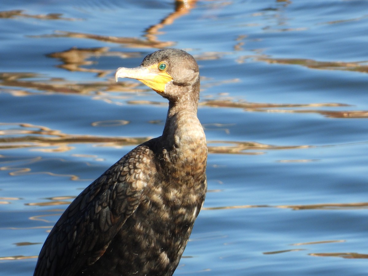 totoppskarv - ML644768748