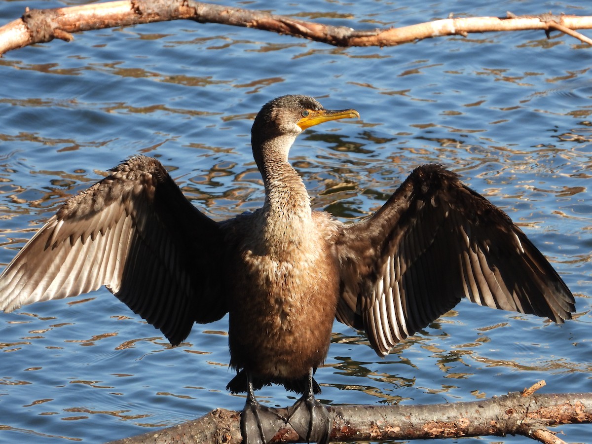 totoppskarv - ML644768753