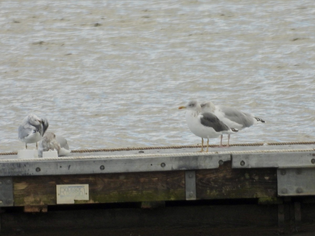 Kara Sırtlı Martı - ML644768755