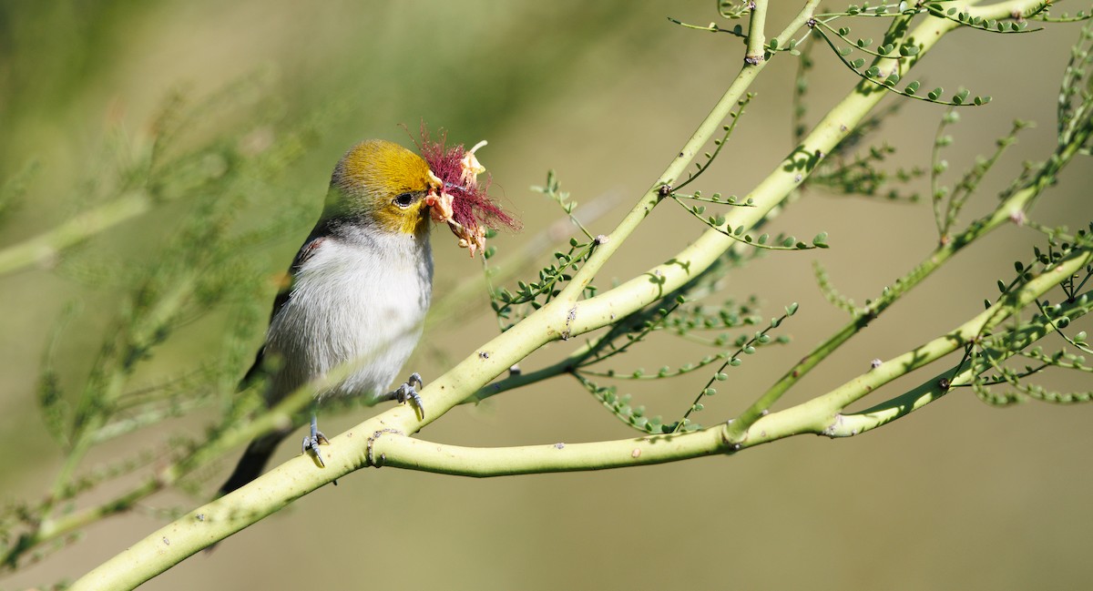 Verdin - ML644768758