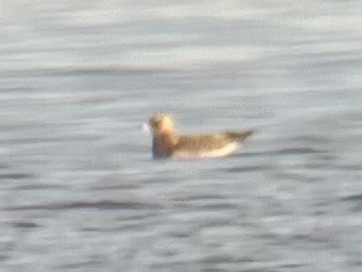 Бэсрэг хайлгана - ML644768760