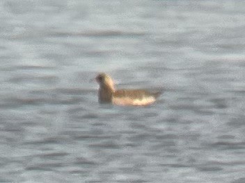 Бэсрэг хайлгана - ML644768761