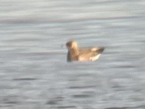 Бэсрэг хайлгана - ML644768762