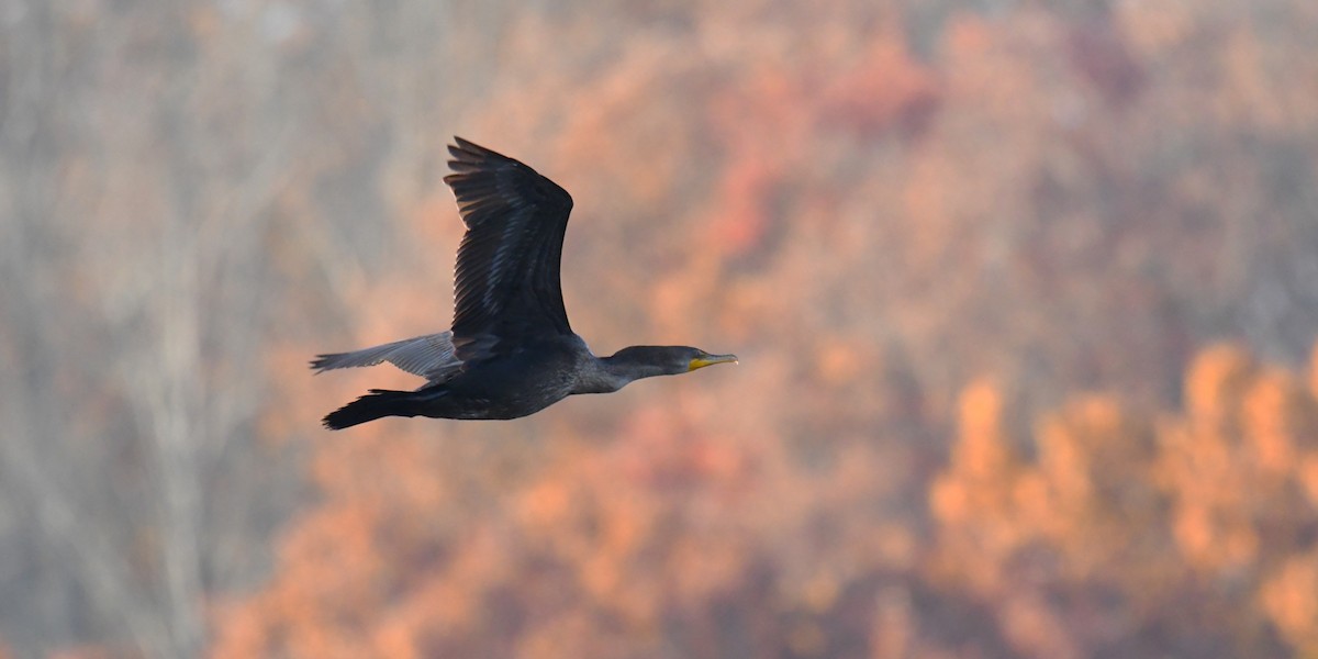 totoppskarv - ML644768769