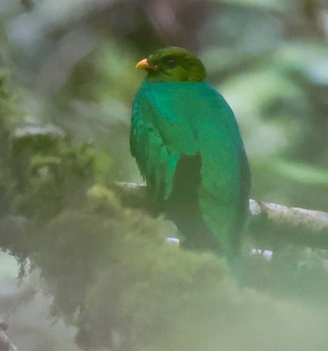 Quetzal doré - ML644768772