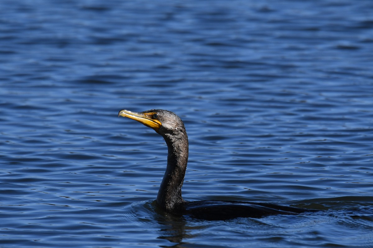 totoppskarv - ML644768773