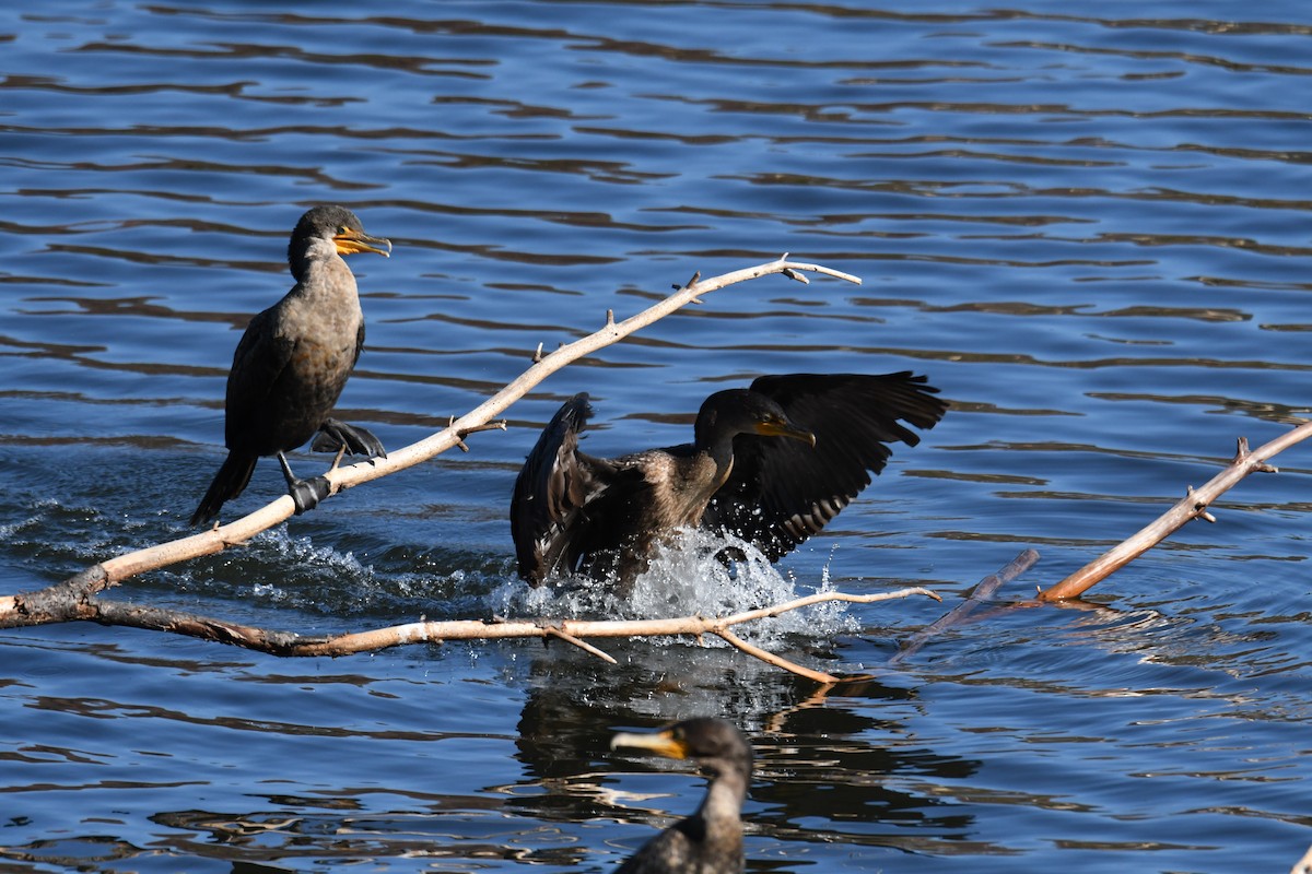 totoppskarv - ML644768776