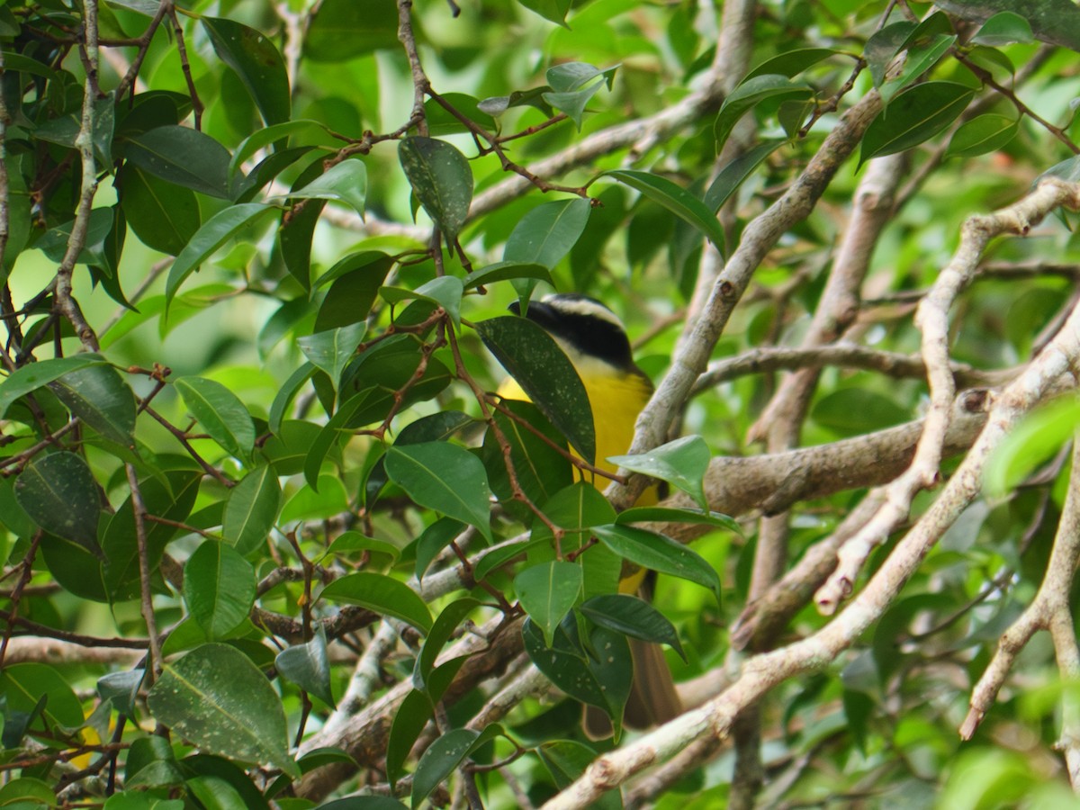 Пітанга-великодзьоб - ML644768777