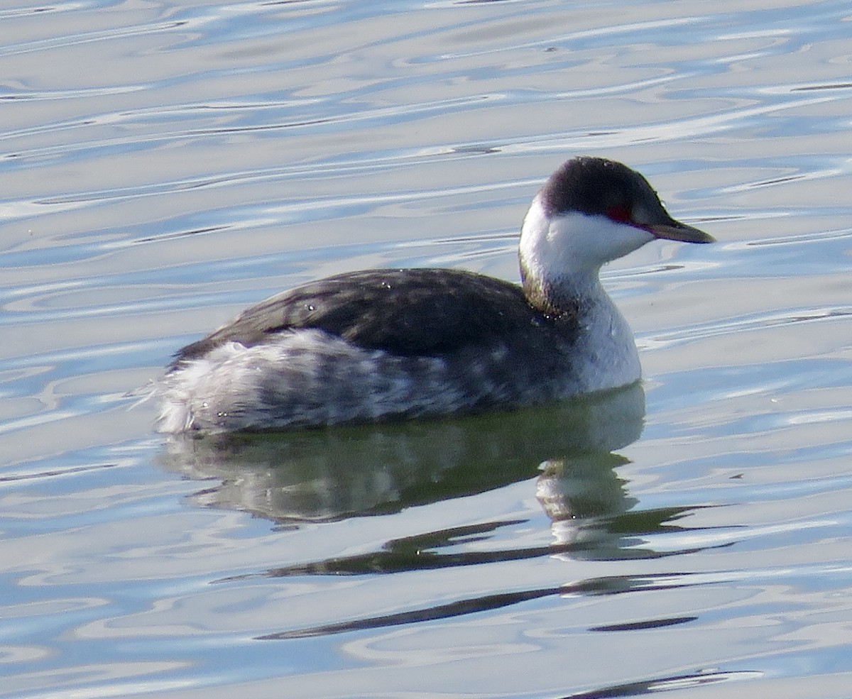 Horned Grebe - ML644768779