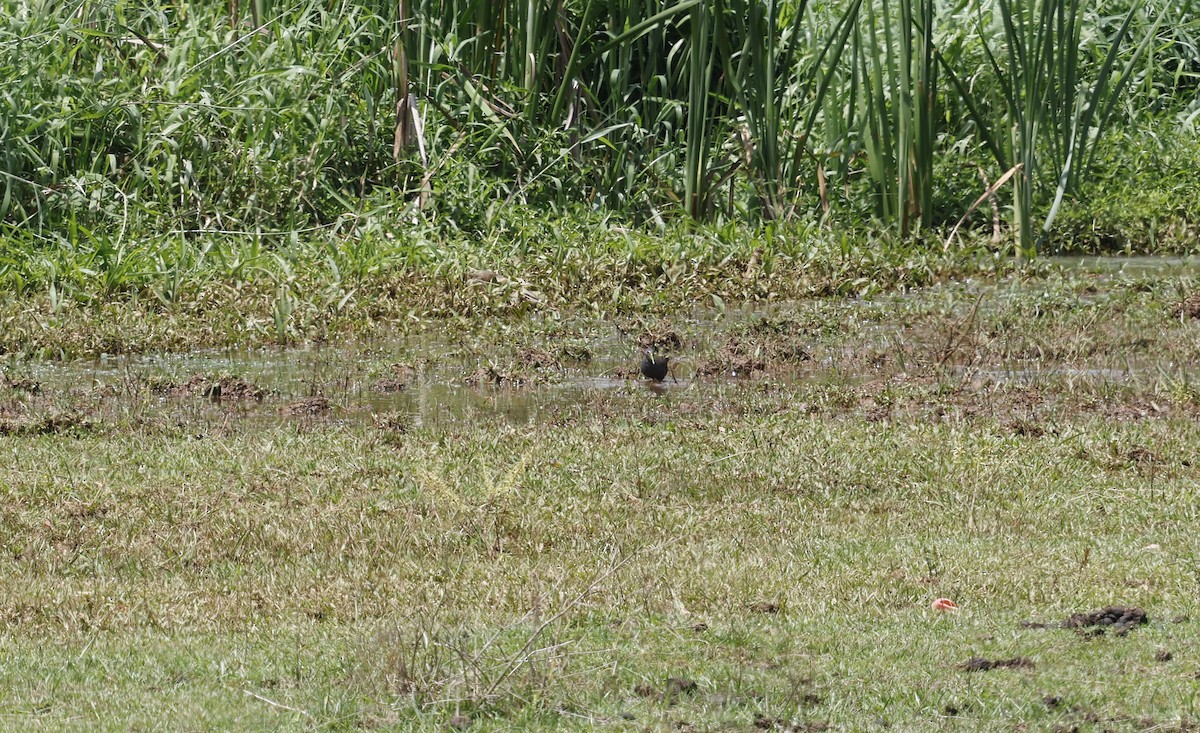 Râle noirâtre - ML644768780