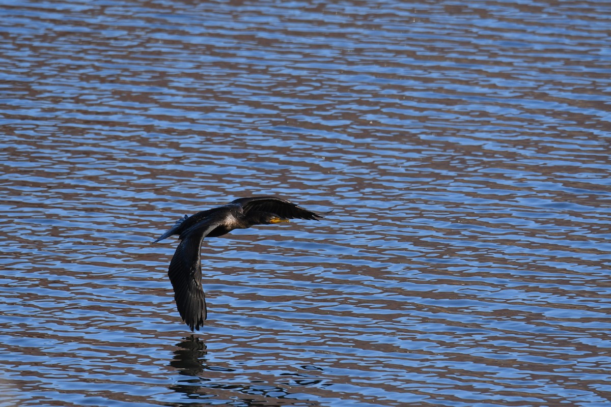 totoppskarv - ML644768781