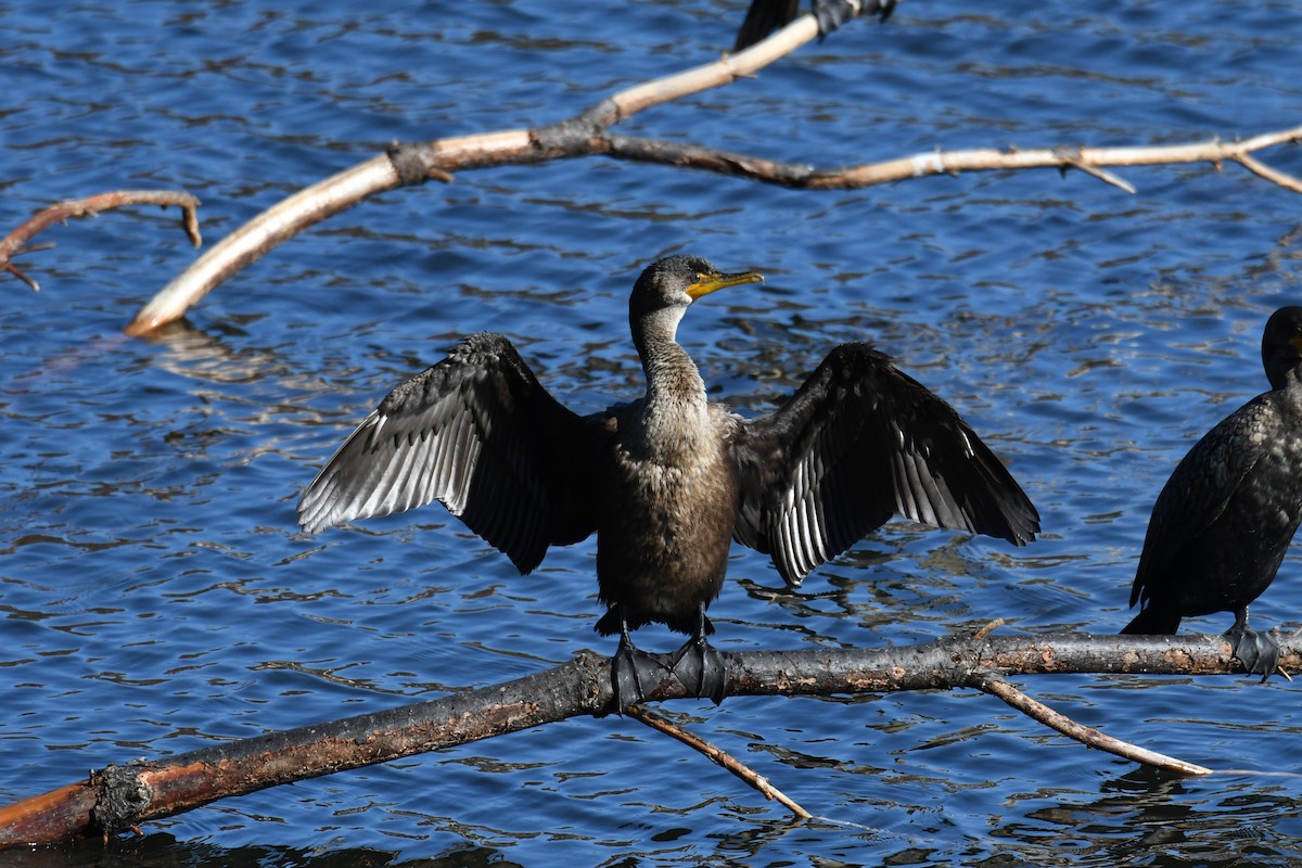 totoppskarv - ML644768786