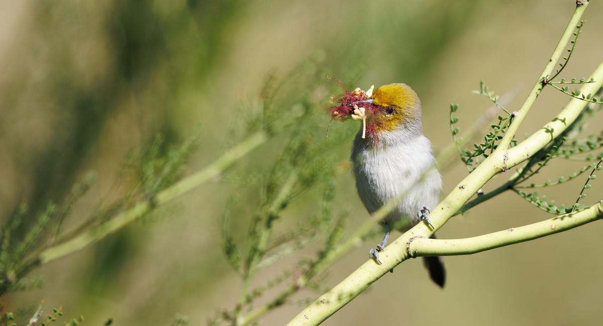 Verdin - ML644768787