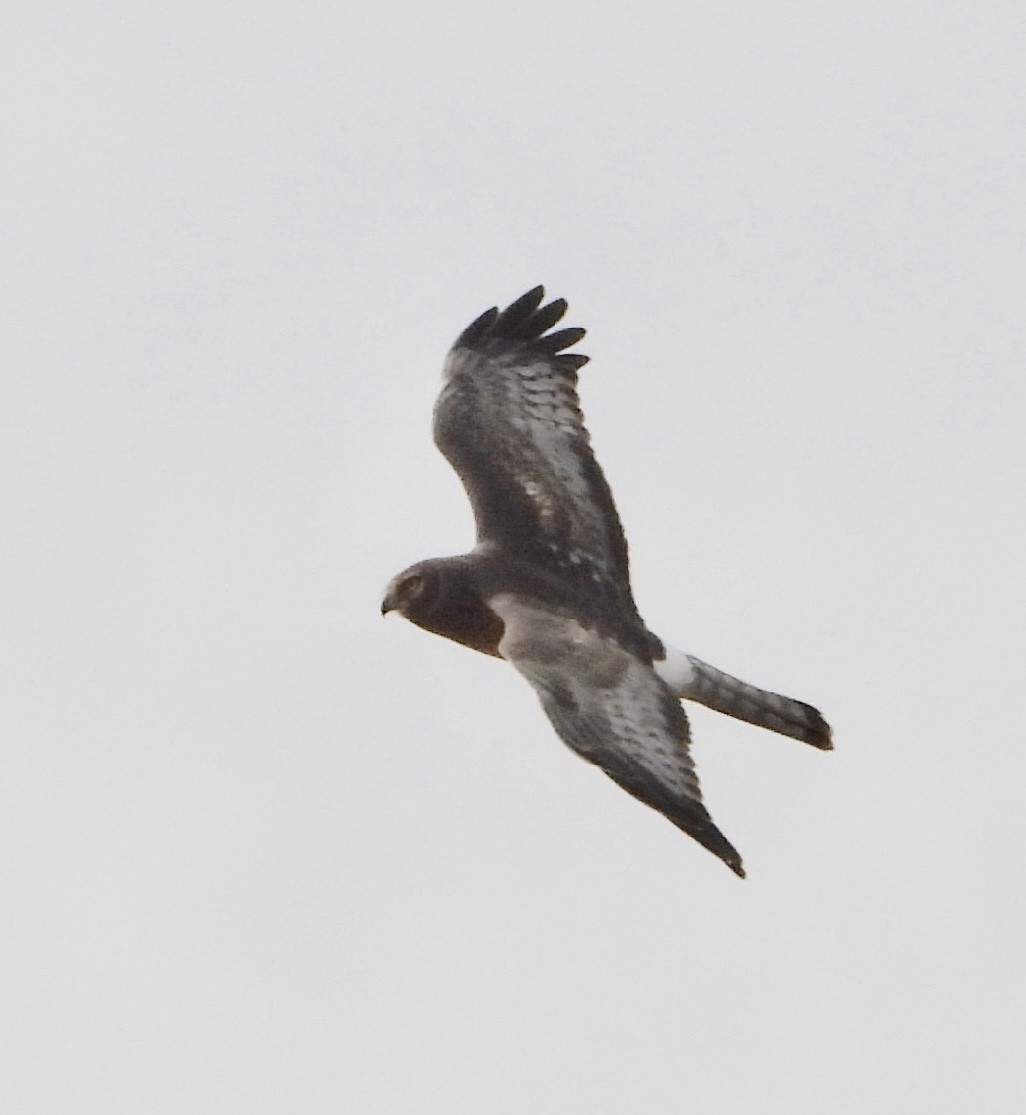 Amerika Delicesi - ML644768792