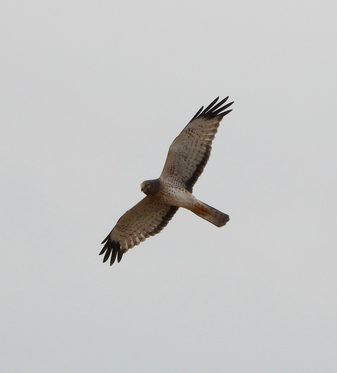 Amerika Delicesi - ML644768794