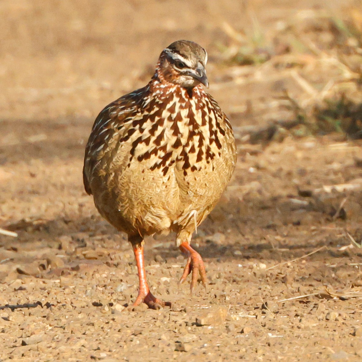 Crested Francolin - ML644768795