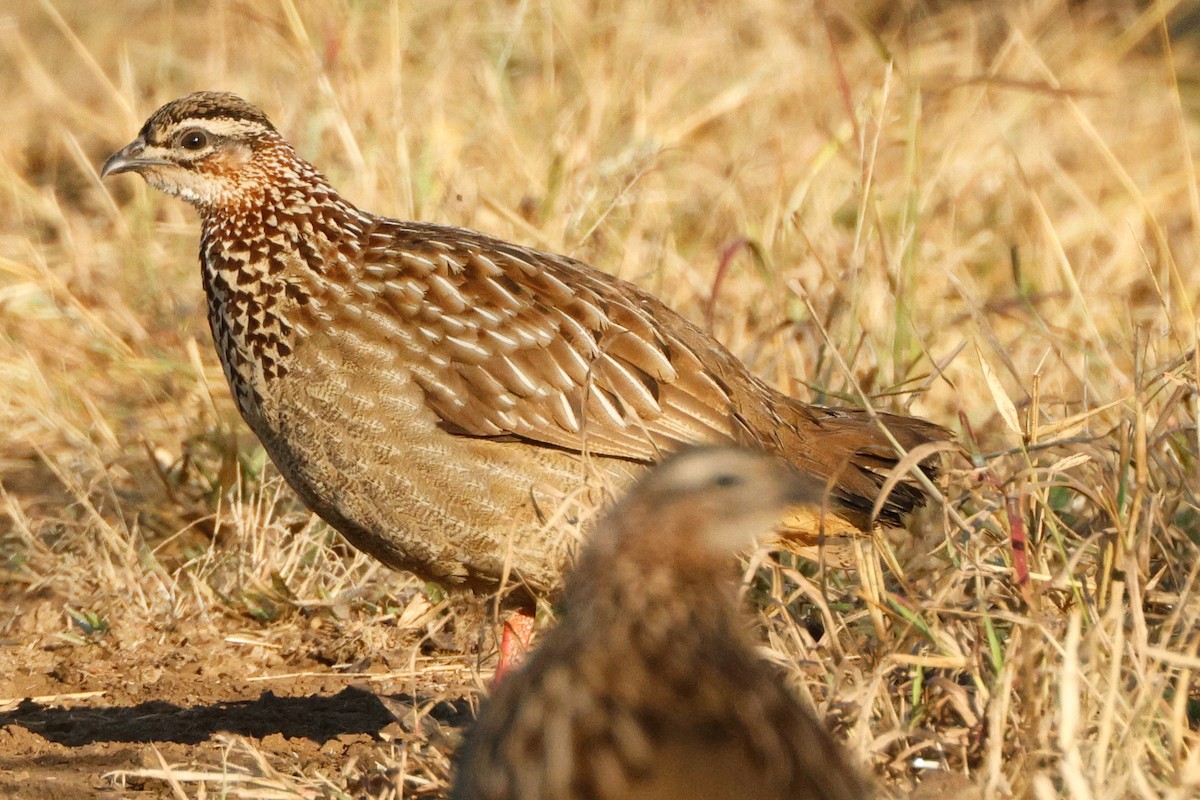 Crested Francolin - ML644768796