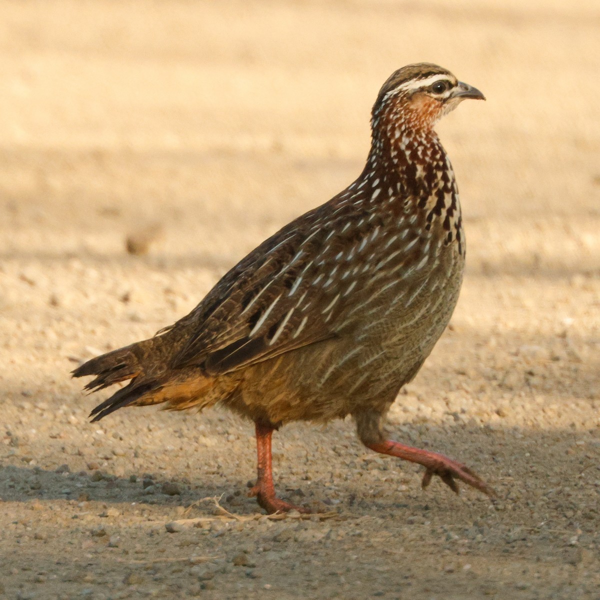 Crested Francolin - ML644768797