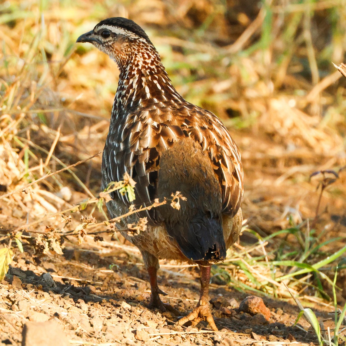Crested Francolin - ML644768799
