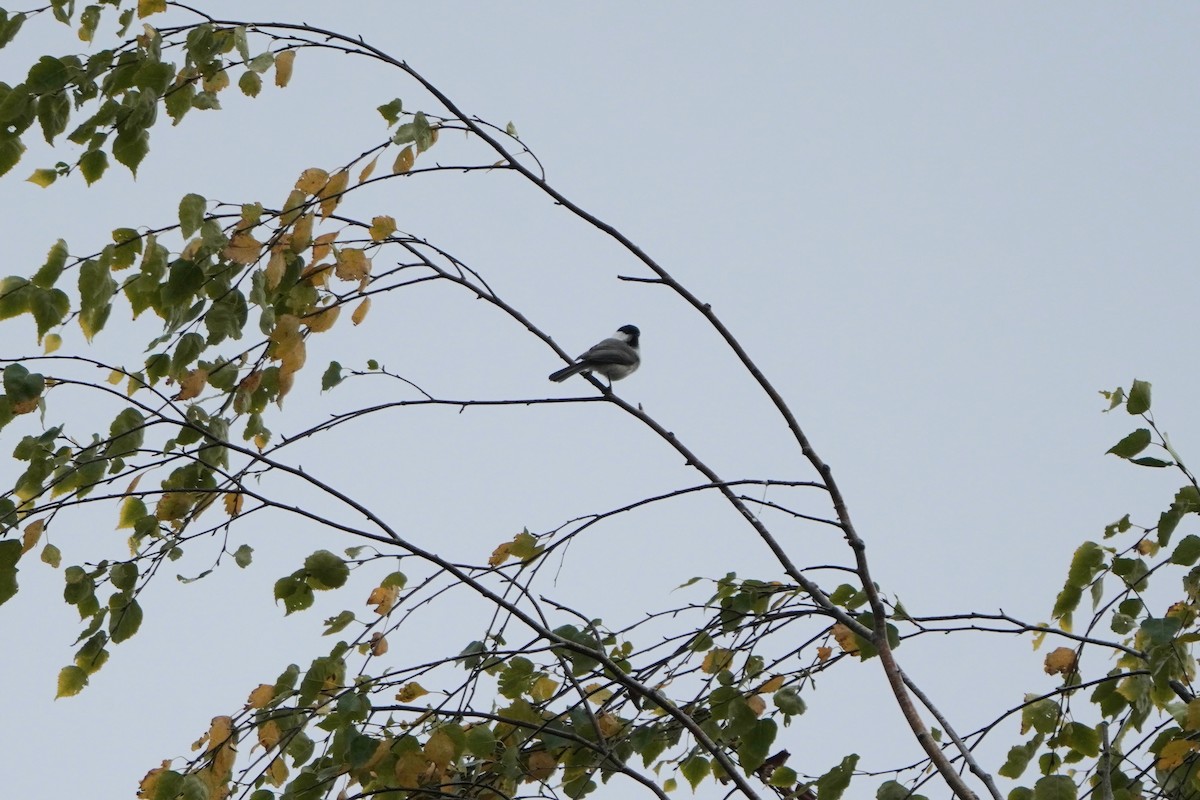 Mésange boréale - ML644768804