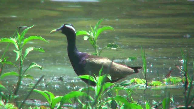 Bronze-winged Jacana - ML644768828