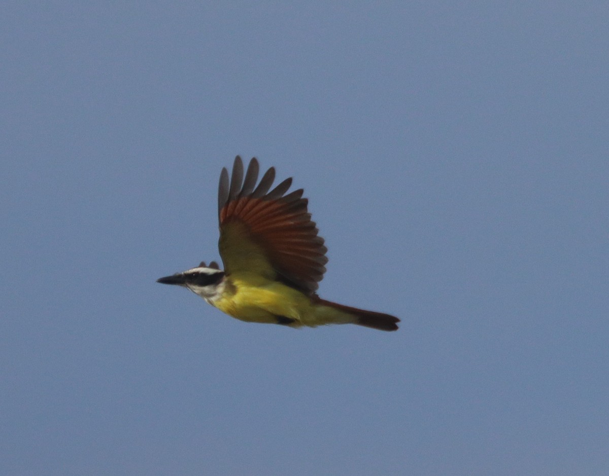 Great Kiskadee - ML644768829