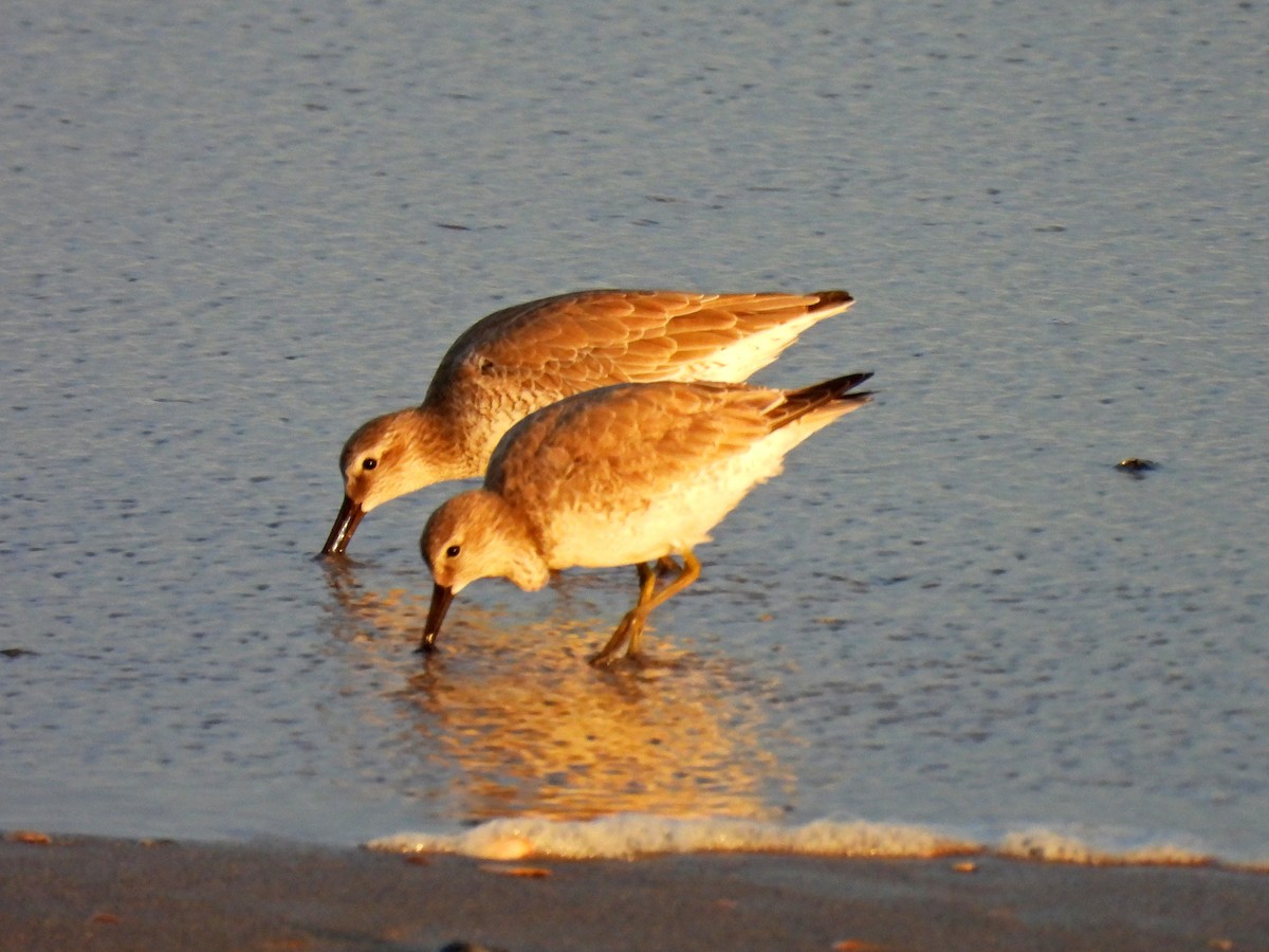 חופית להקנית - ML644768831