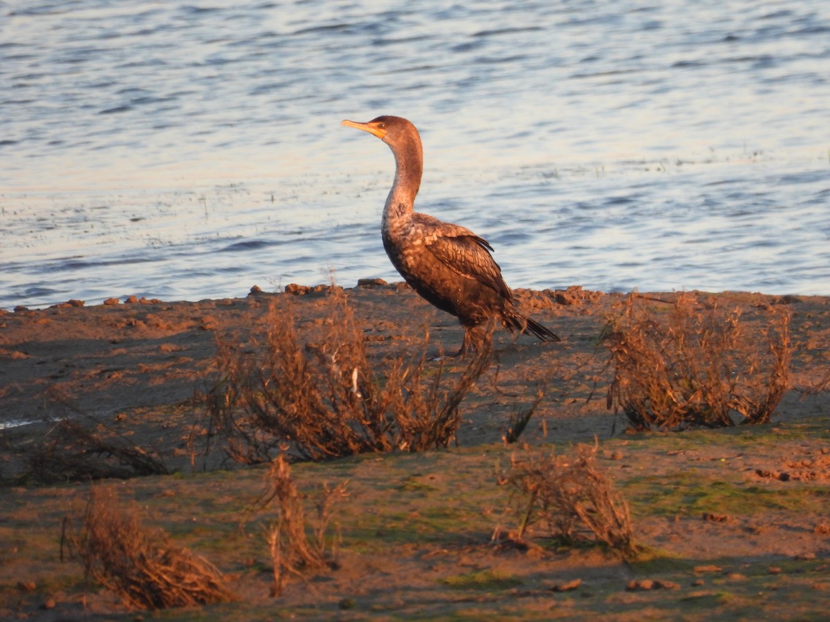 totoppskarv - ML644768834