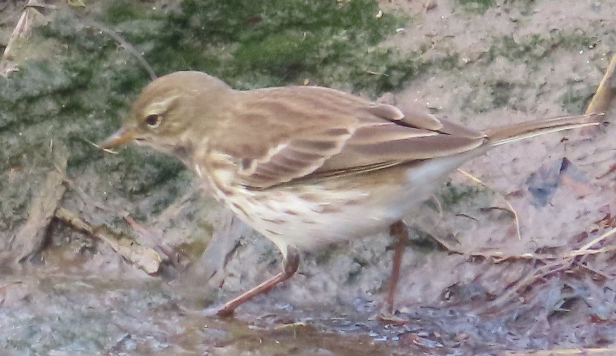 Pipit spioncelle - ML644768899