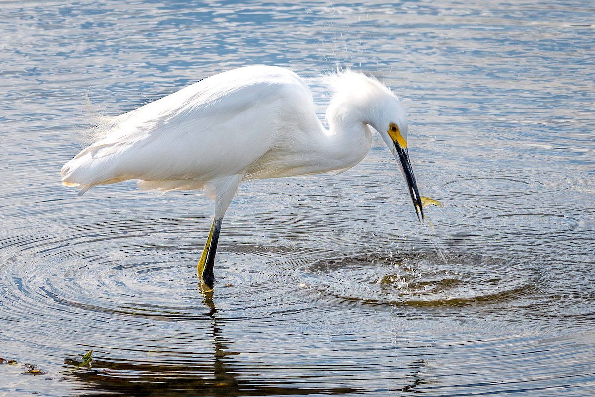 Snowy Egret - ML644768902