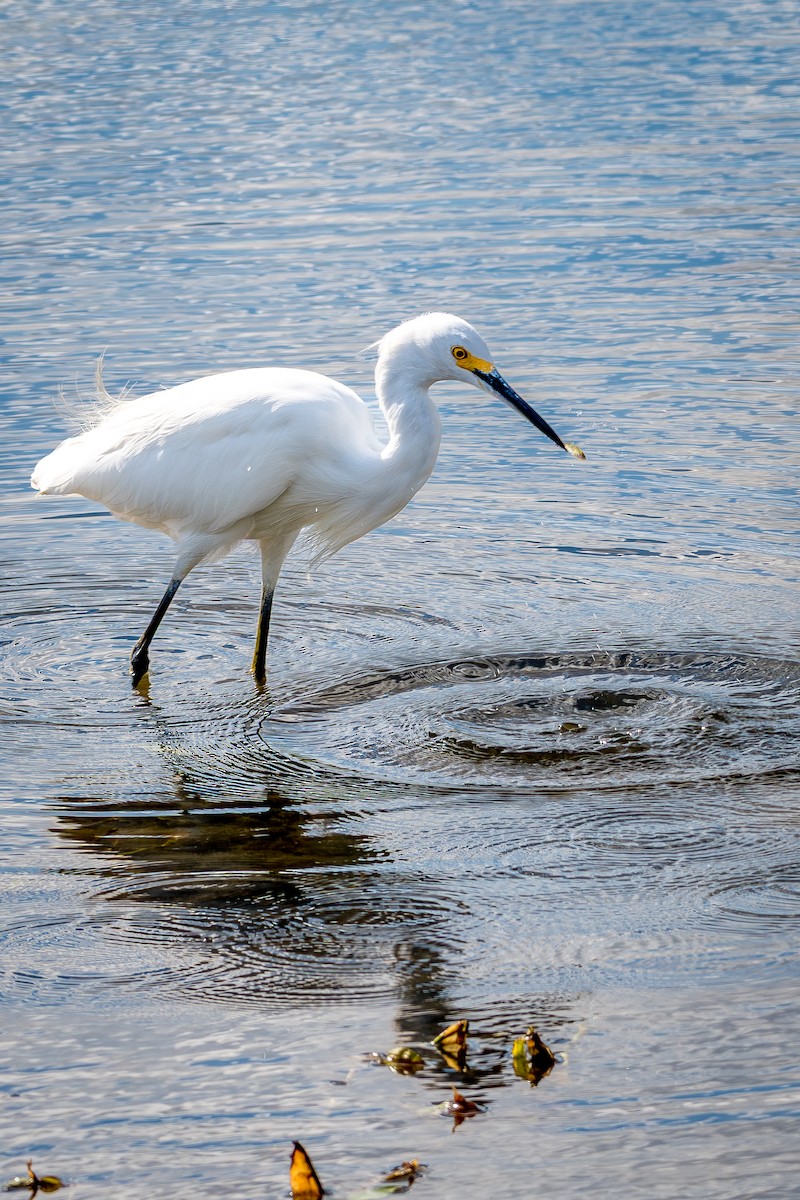 Snowy Egret - ML644768903