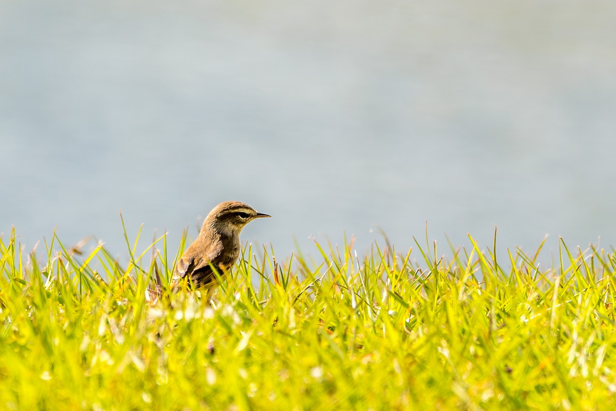 Palm Warbler - ML644768904