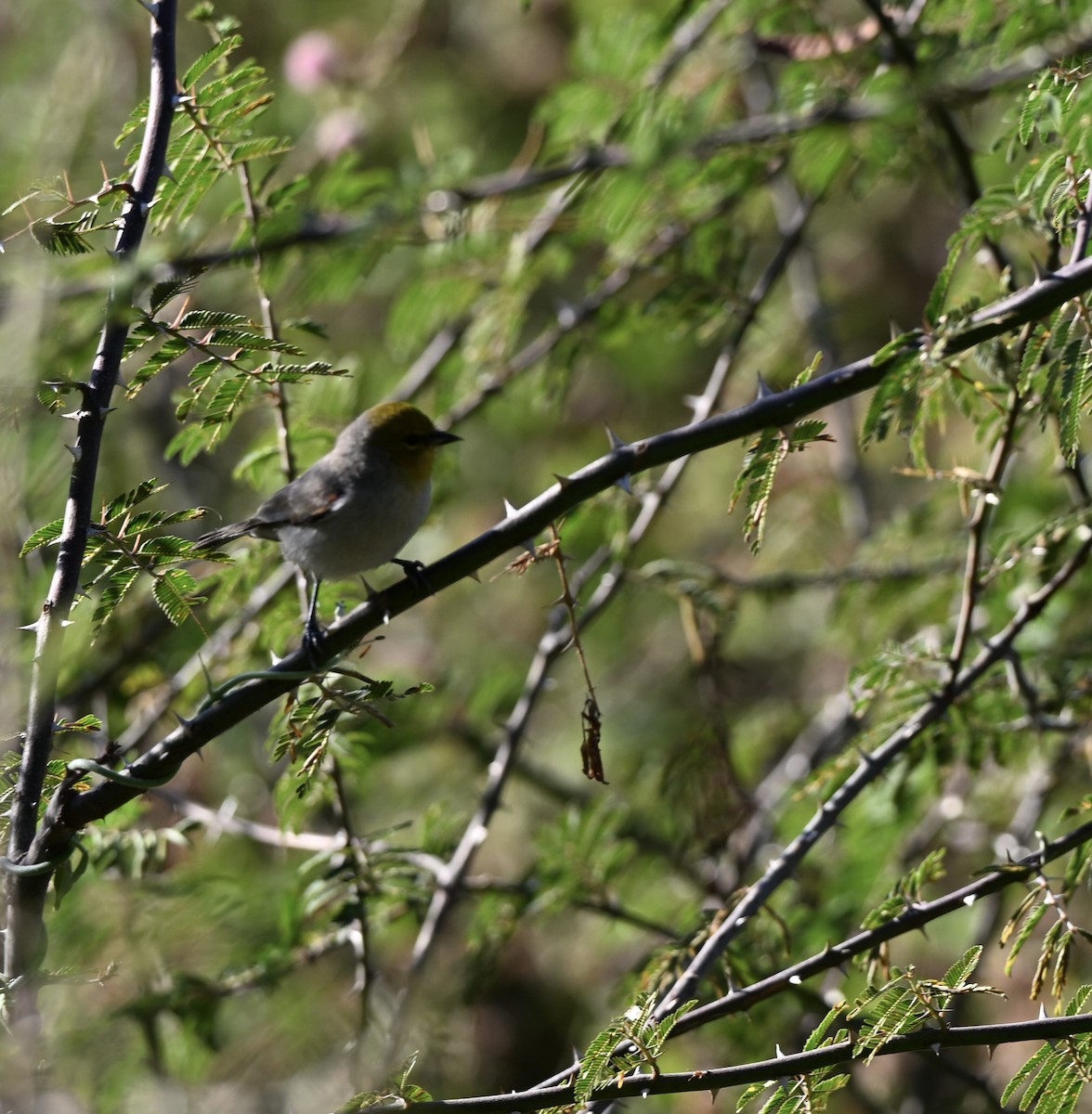 Verdin - ML644768915