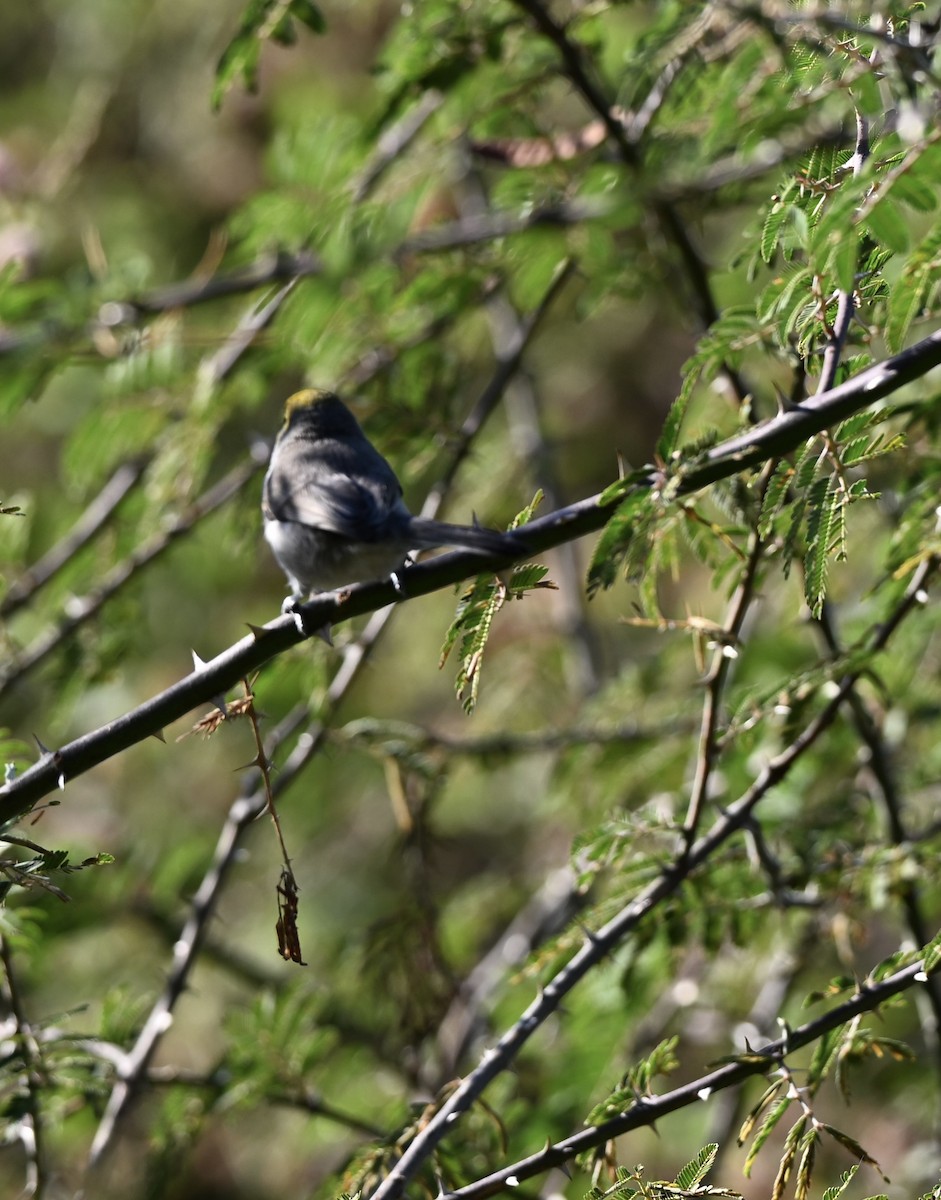 Verdin - ML644768916