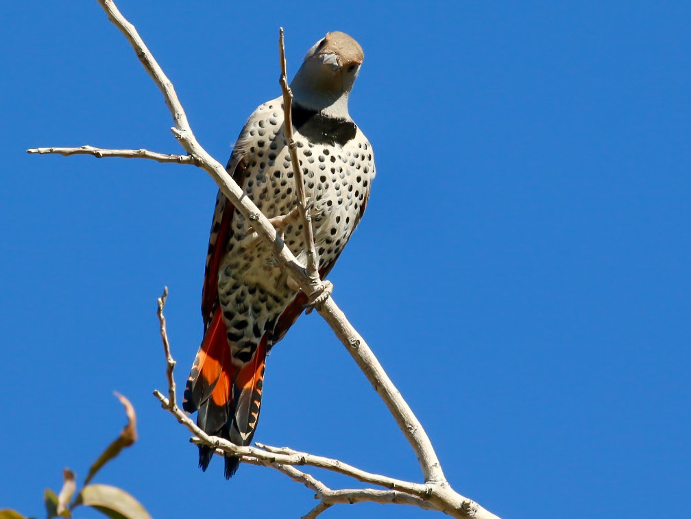 Northern Flicker - ML644768927