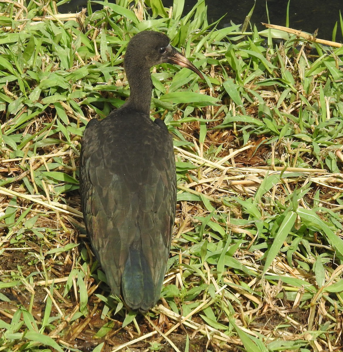 Bare-faced Ibis - ML644768929