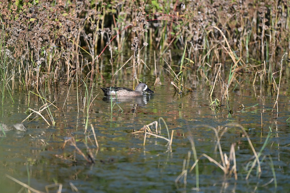 ミカヅキシマアジ - ML644768931