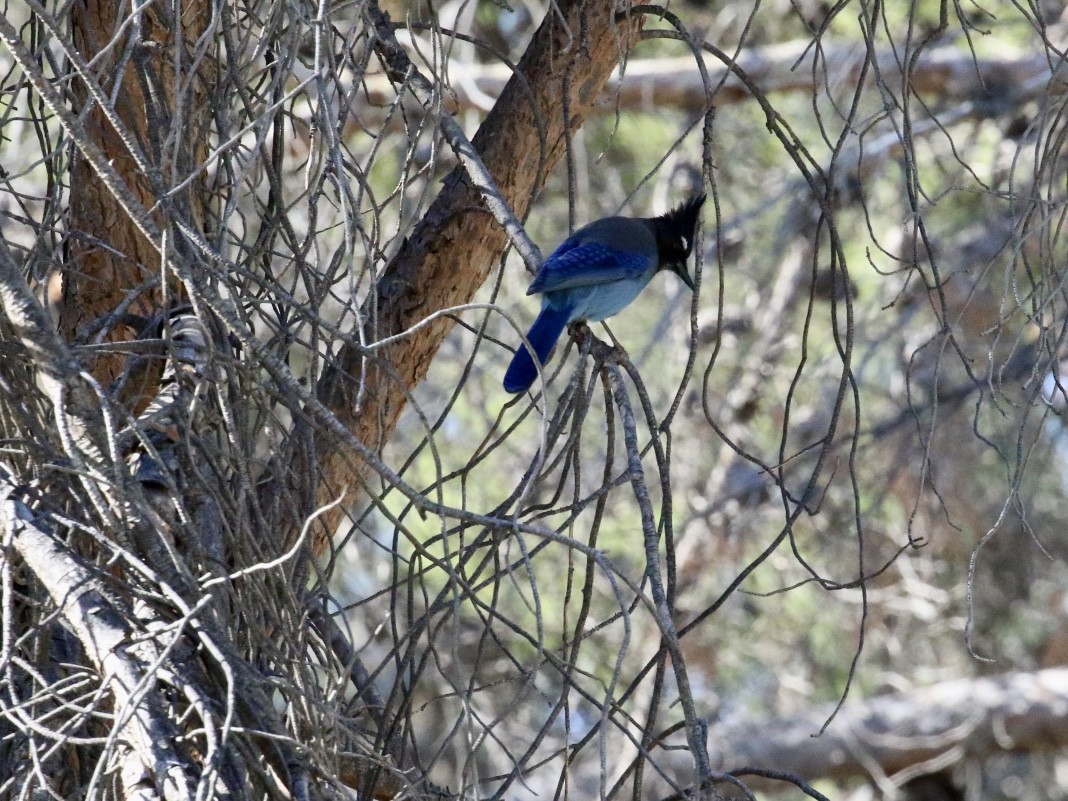 Steller's Jay - ML644768959
