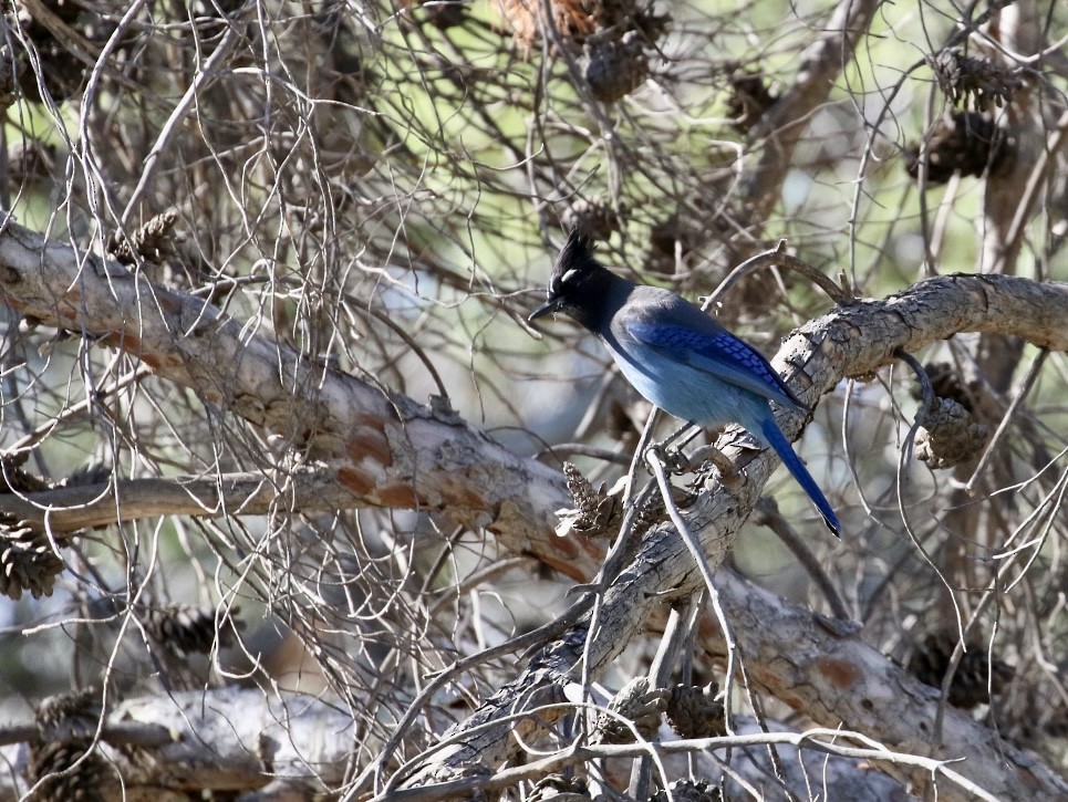 Steller's Jay - ML644768960