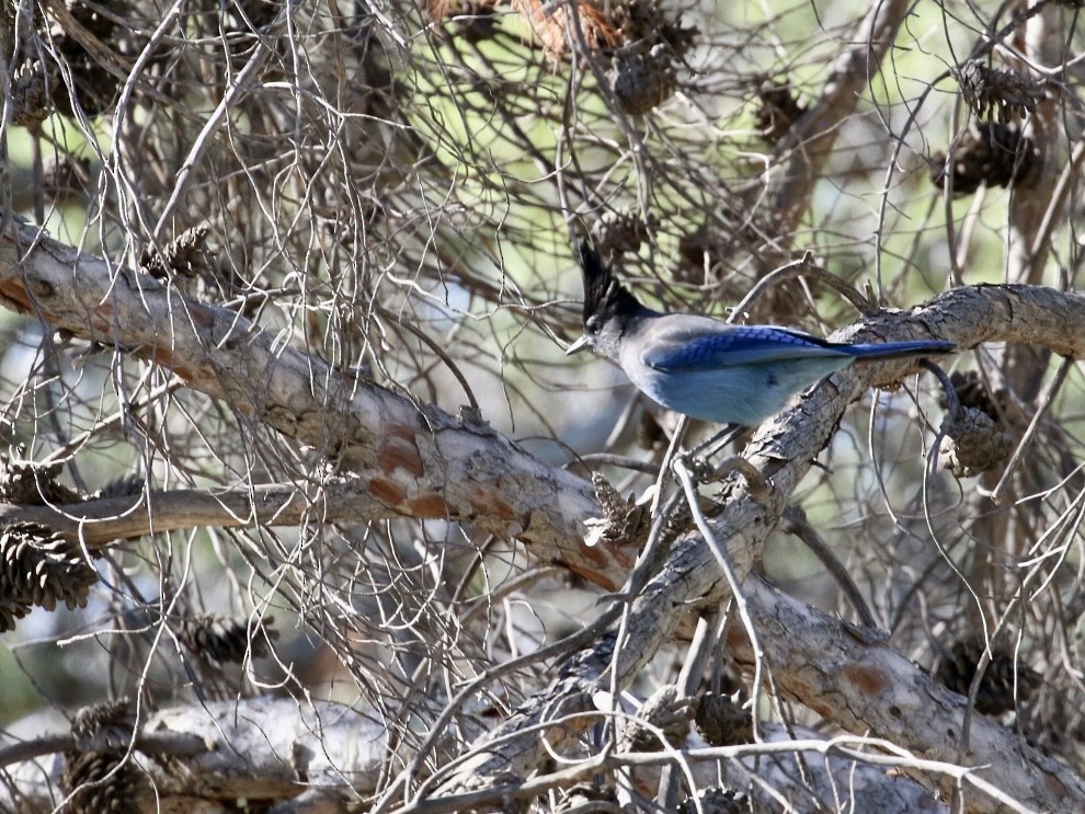 Steller's Jay - ML644768961
