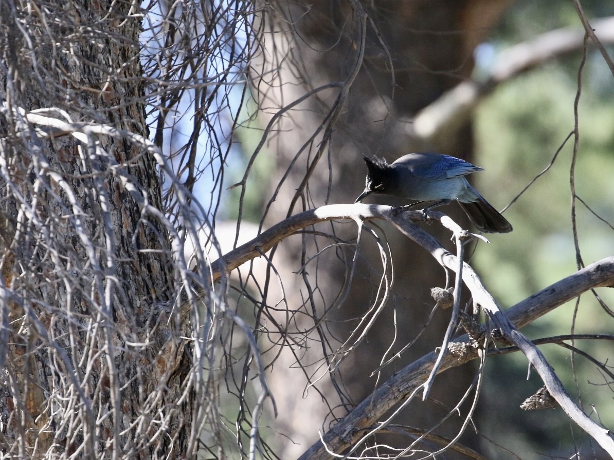 Steller's Jay - ML644768962