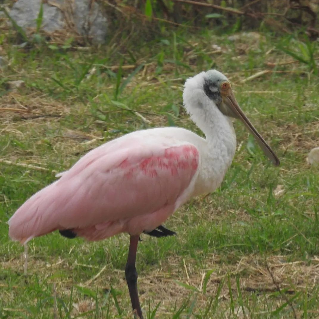 Espátula Rosada - ML644768963
