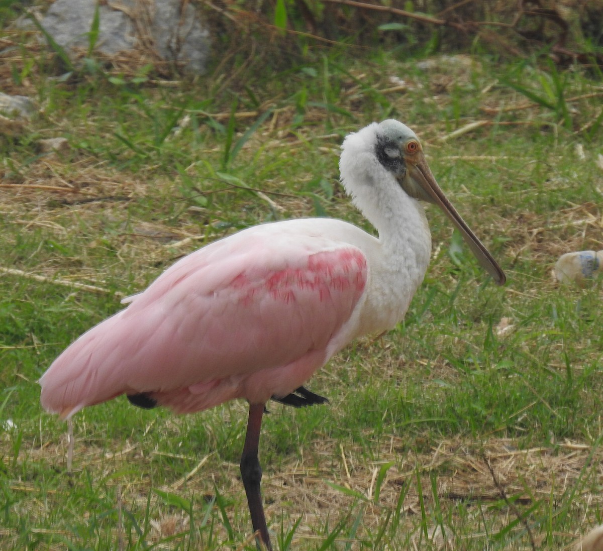 Espátula Rosada - ML644768964