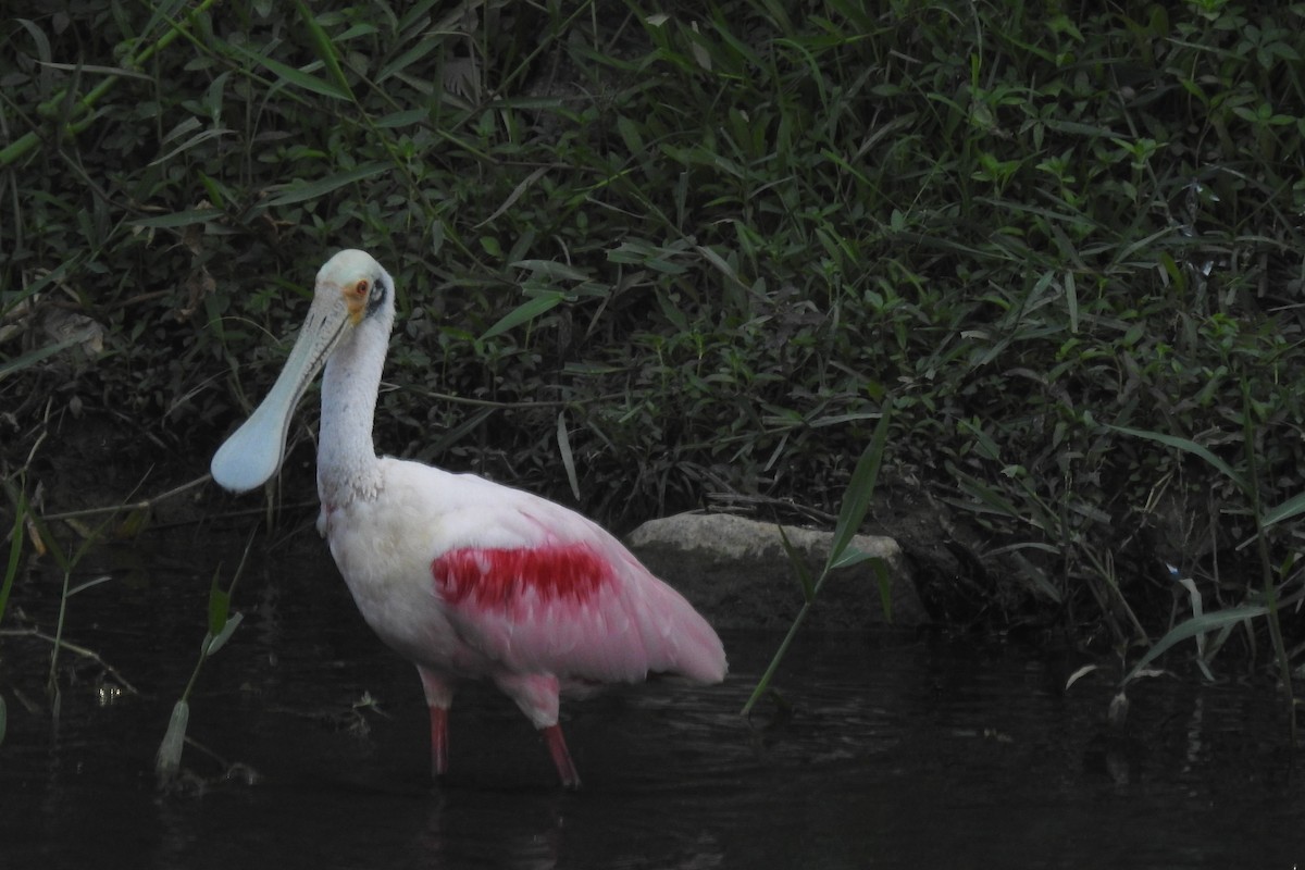 Espátula Rosada - ML644768966