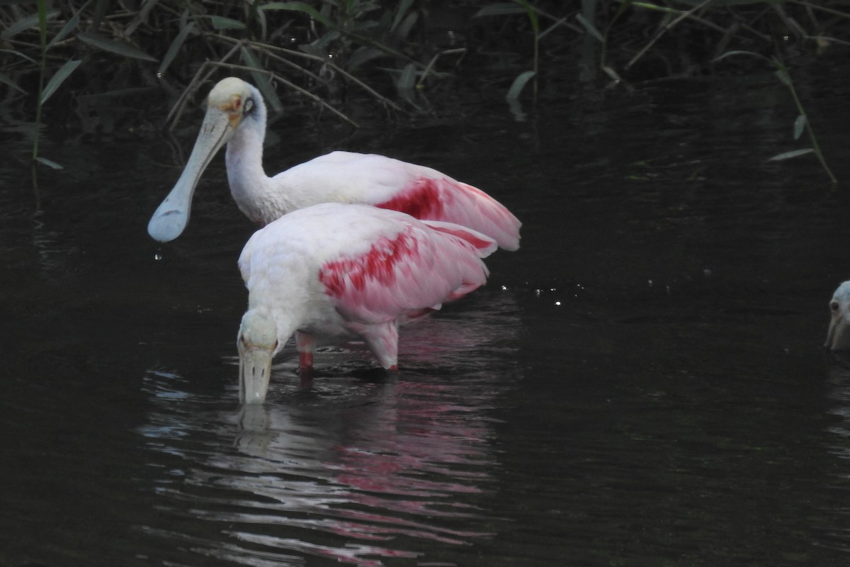 Espátula Rosada - ML644768967