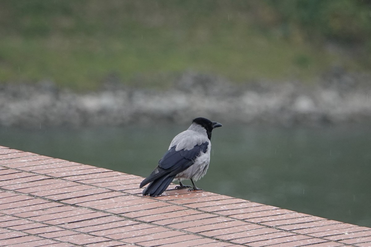 Leş Kargası - ML644768973