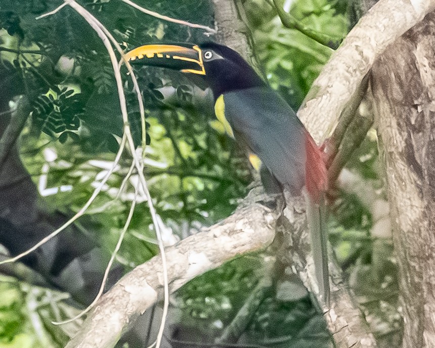 Araçari à oreillons roux - ML644768976