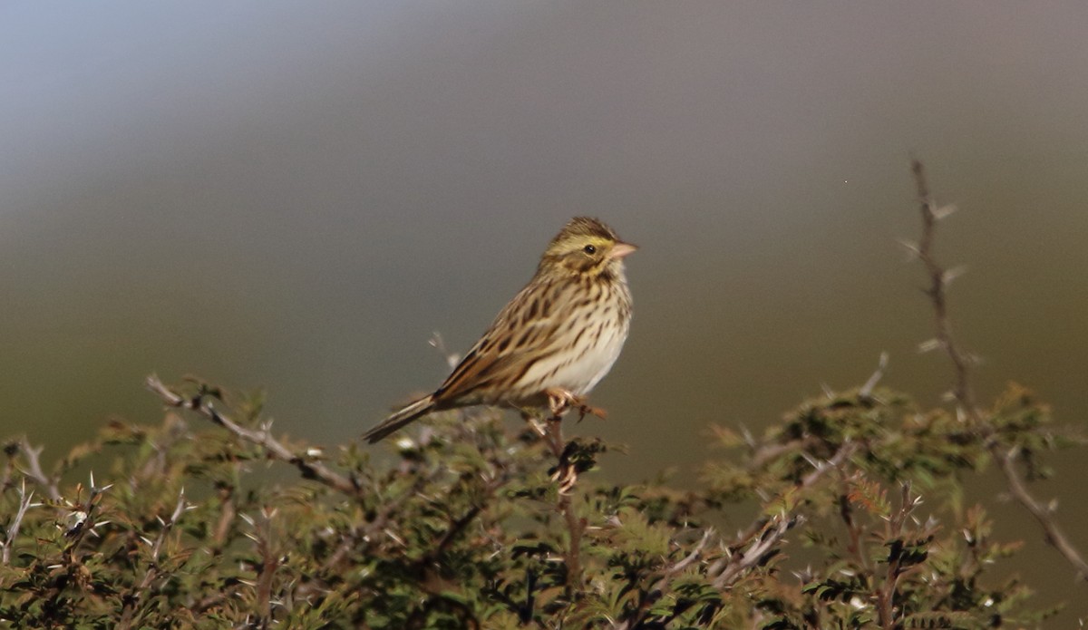 Chingolo Sabanero - ML644768980