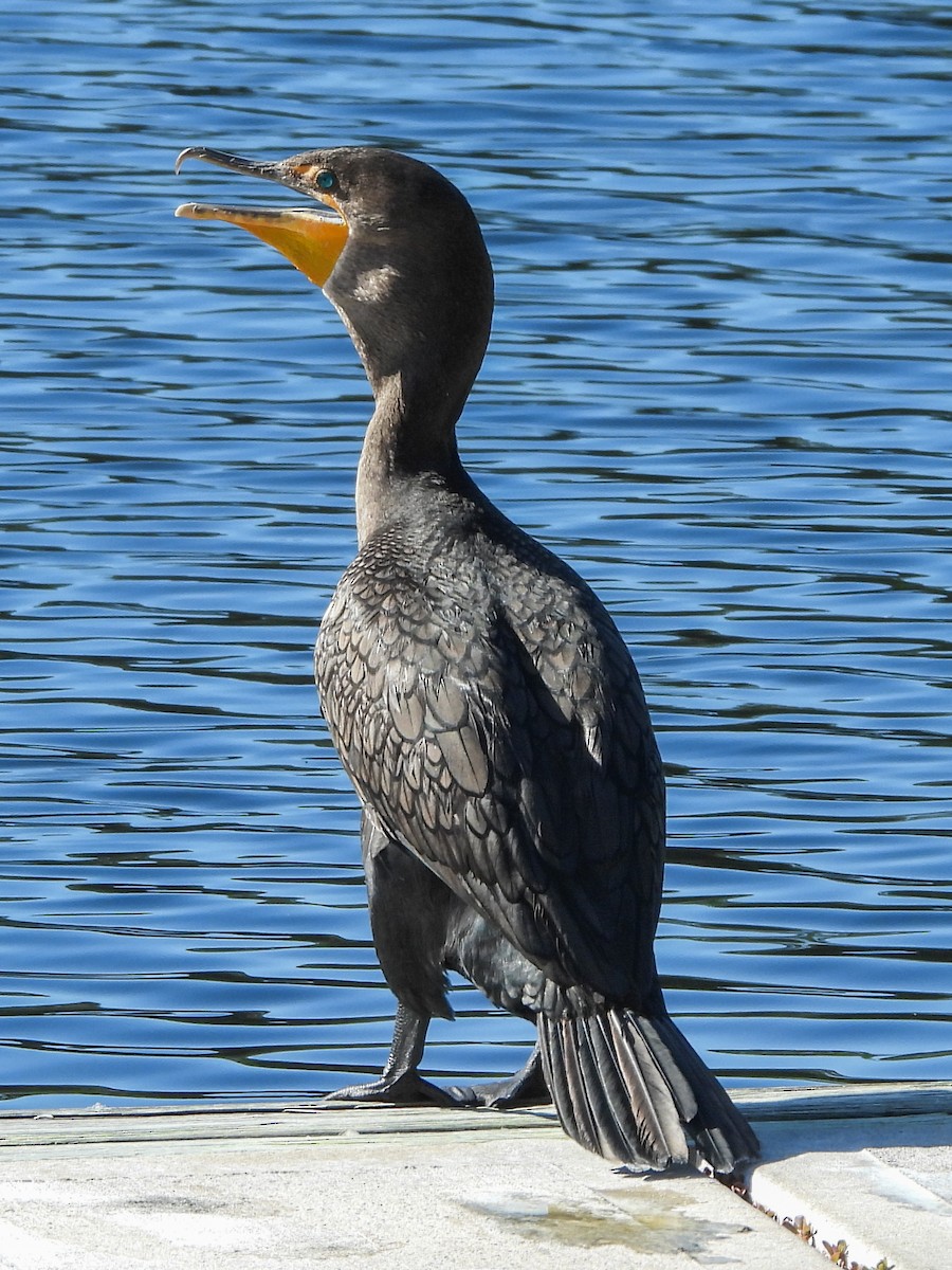 totoppskarv - ML644768982